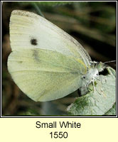 Small White, Pieris rapae