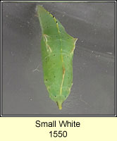 Small White, Pieris rapae