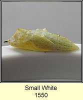 Small White, Pieris rapae