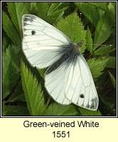 Green-veined White, Pieris napi