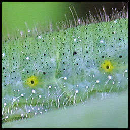 Green-veined White, Pieris napi