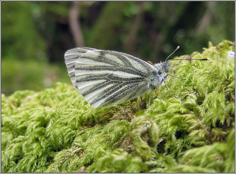 Green-veined White, Pieris napi