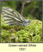 Green-veined White, Pieris napi