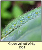 Green-veined White, Pieris napi