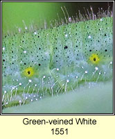 Green-veined White, Pieris napi