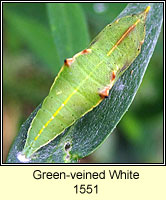 Green-veined White, Pieris napi