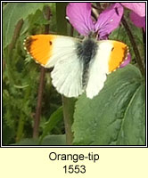 Orange-tip, Anthocharis cardamines