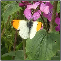 Orange-tip, Anthocharis cardamines