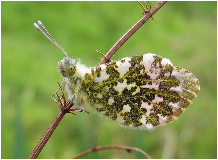 Orange-tip, Anthocharis cardamines