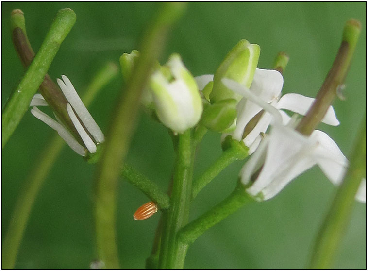 Orange-tip, Anthocharis cardamines