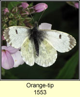 Orange-tip, Anthocharis cardamines