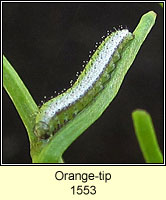 Orange-tip, Anthocharis cardamines