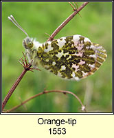 Orange-tip, Anthocharis cardamines