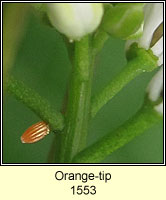 Orange-tip, Anthocharis cardamines