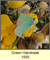 Green Hairstreak, Callophrys rubi