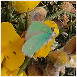 Green Hairstreak, Callophrys rubi