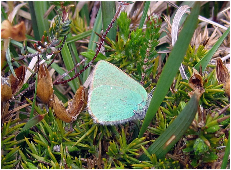 Green Hairstreak, Callophrys rubi