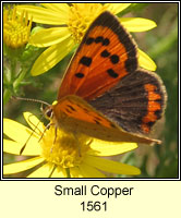 Small Copper, Lycaena phlaeas