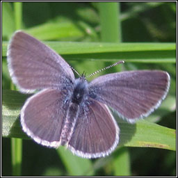 Small Blue, Cupido minimus