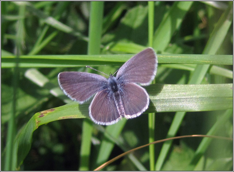 Small Blue, Cupido minimus