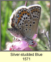 Silver-studded Blue, Plebejus argus