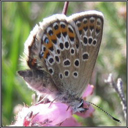 Silver-studded Blue, Plebejus argus