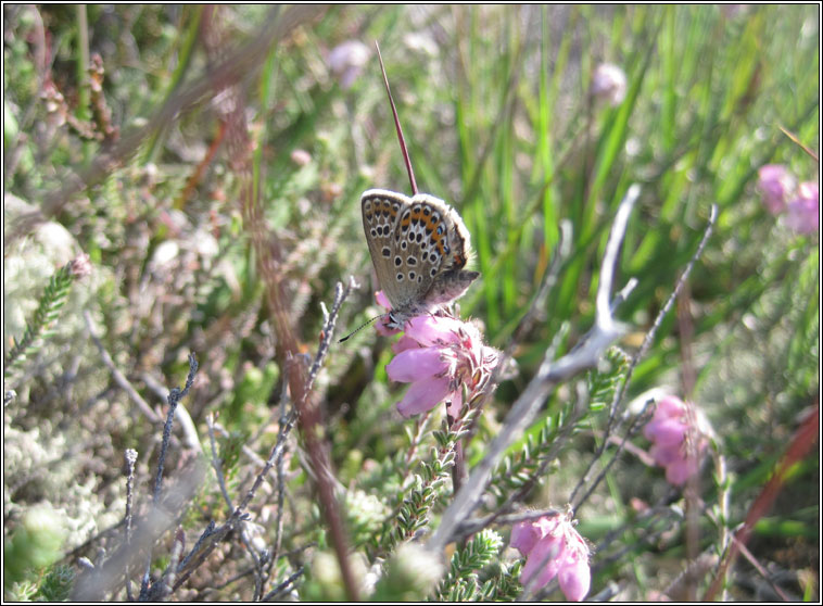 Silver-studded Blue, Plebejus argus