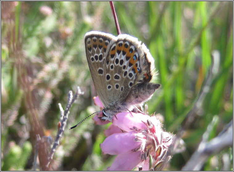 Silver-studded Blue, Plebejus argus