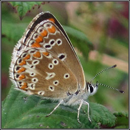 Brown Argus, Aricia agestis