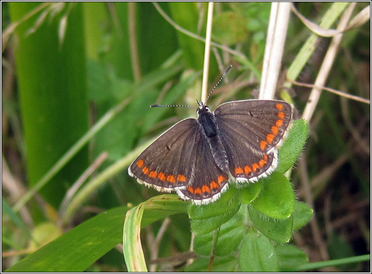 Brown Argus, Aricia agestis