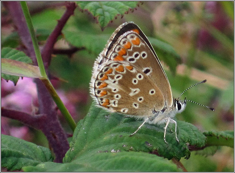 Brown Argus, Aricia agestis