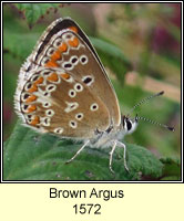 Brown Argus, Aricia agestis