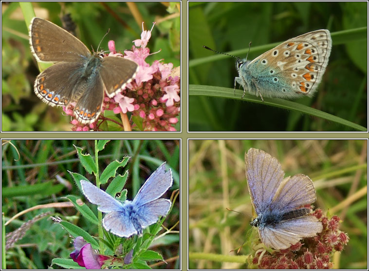 Common Blue, Polyommatus icarus