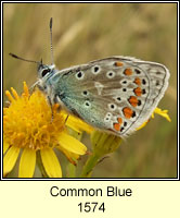 Common Blue, Polyommatus icarus