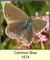 Common Blue, Polyommatus icarus