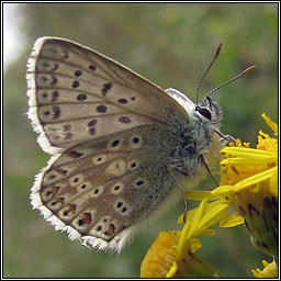 Chalk-hill Blue, Lysandra coridon
