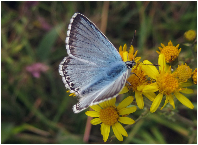 Chalk-hill Blue, Lysandra coridon