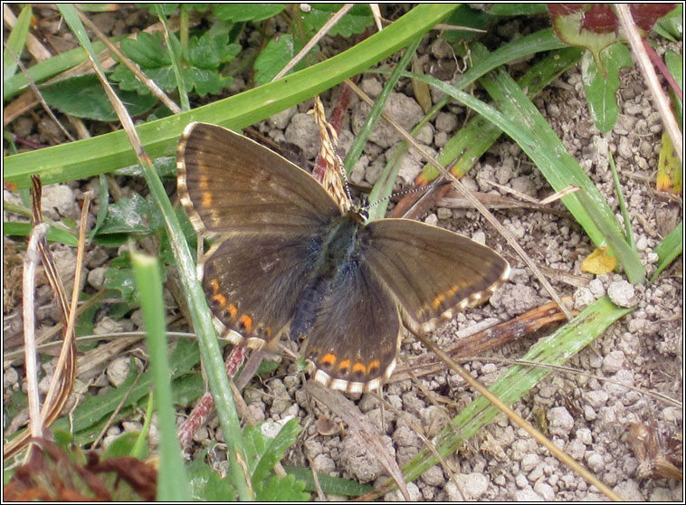 Chalk-hill Blue, Lysandra coridon