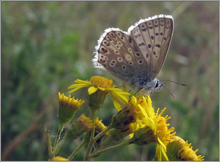 Chalk-hill Blue, Lysandra coridon