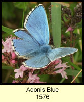 Adonis Blue, Lysandra bellargus