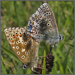 Adonis Blue, Lysandra bellargus