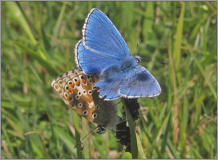 Adonis Blue, Lysandra bellargus