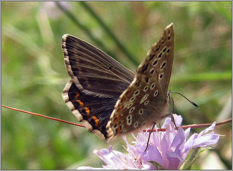 Adonis Blue, Lysandra bellargus