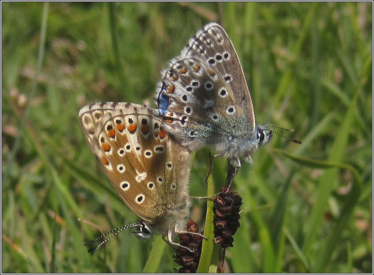 Adonis Blue, Lysandra bellargus