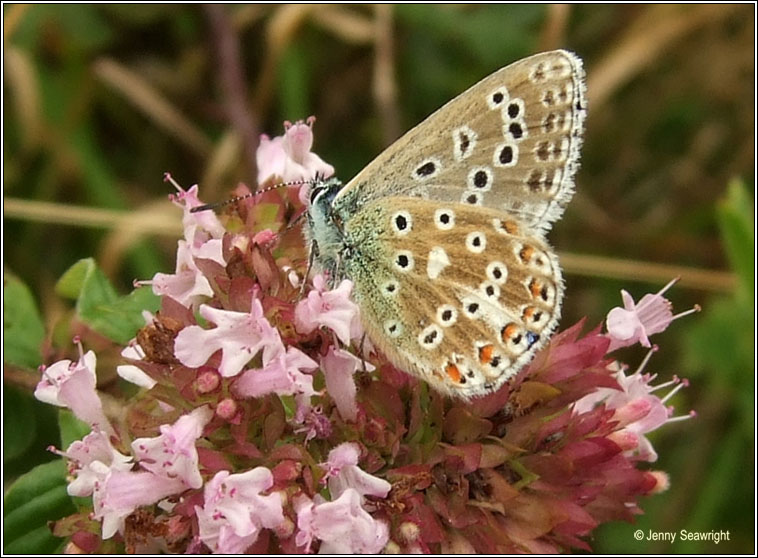 Adonis Blue, Lysandra bellargus