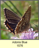 Adonis Blue, Lysandra bellargus