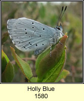 Holly Blue, Celastrina argiolus