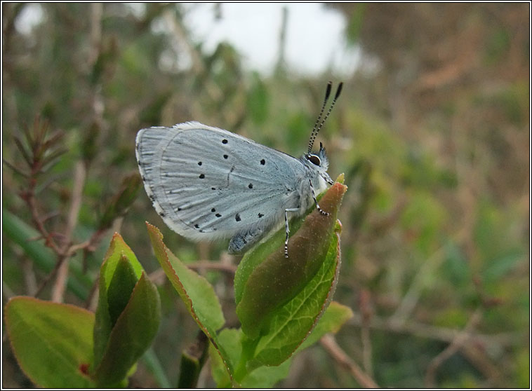 Holly Blue, Celastrina argiolus