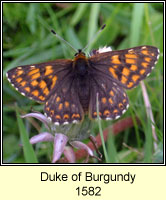 Duke of Burgundy, Hamearis lucinda