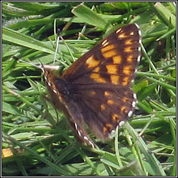 Duke of Burgundy, Hamearis lucinda